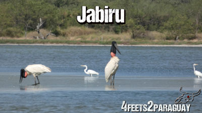 Jabiru