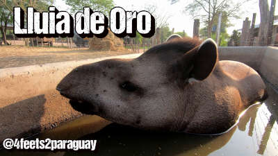 Lluvia de Oro Tierpark Paraguay