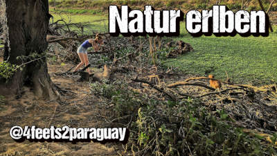 Sarah Capybara Chaco Paraguay Natur erleben