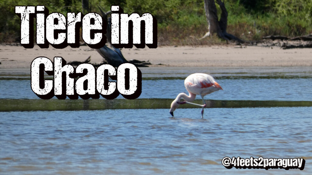 Tiere im Chaco Flamingo