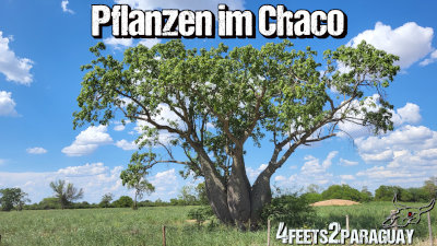 Pflanzen im Chaco