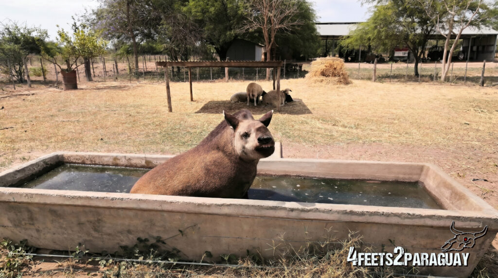 Tapir Lluvia de Oro